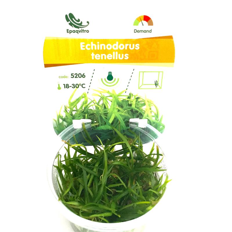 Echinodorus tennelus in cup